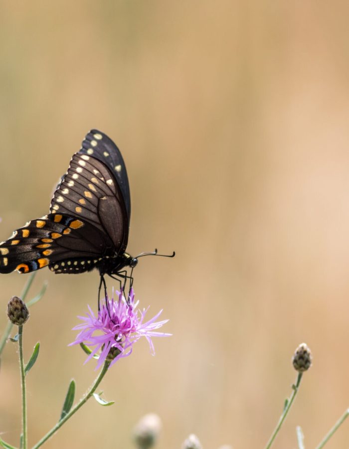 A beautiful selective shot of a black swallowtail butterfly pollinating a purple thistle flower